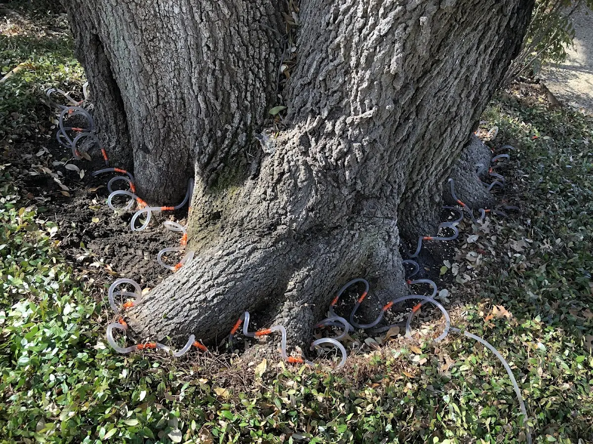 Detailed Tree Cabling and Bracing job site in North Adams