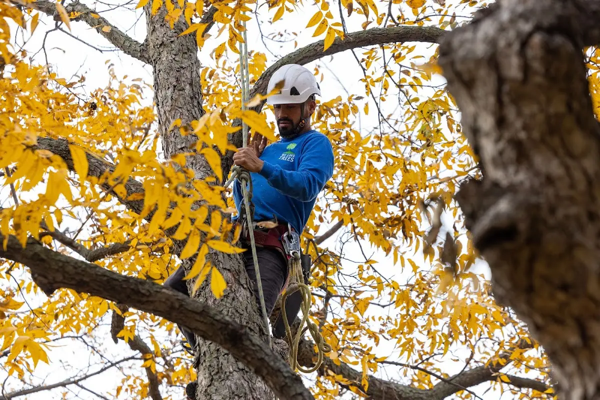 Skilled Tree Planting crew working in North Adams